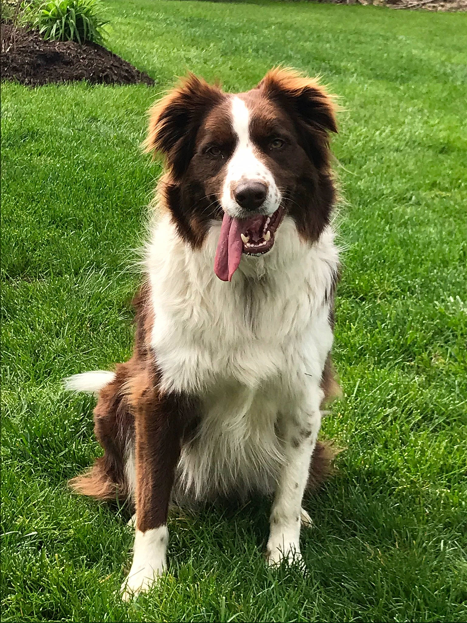 Finn joined the competition — help win amazing prizes! australian_collie, australian_shepherd, border_collie, carnivore, companion_dog, dog, dog_breed, fang, fur, grass, gun_dog, herding_dog, lawn, liver, plant, snout, sporting_group, working_dog