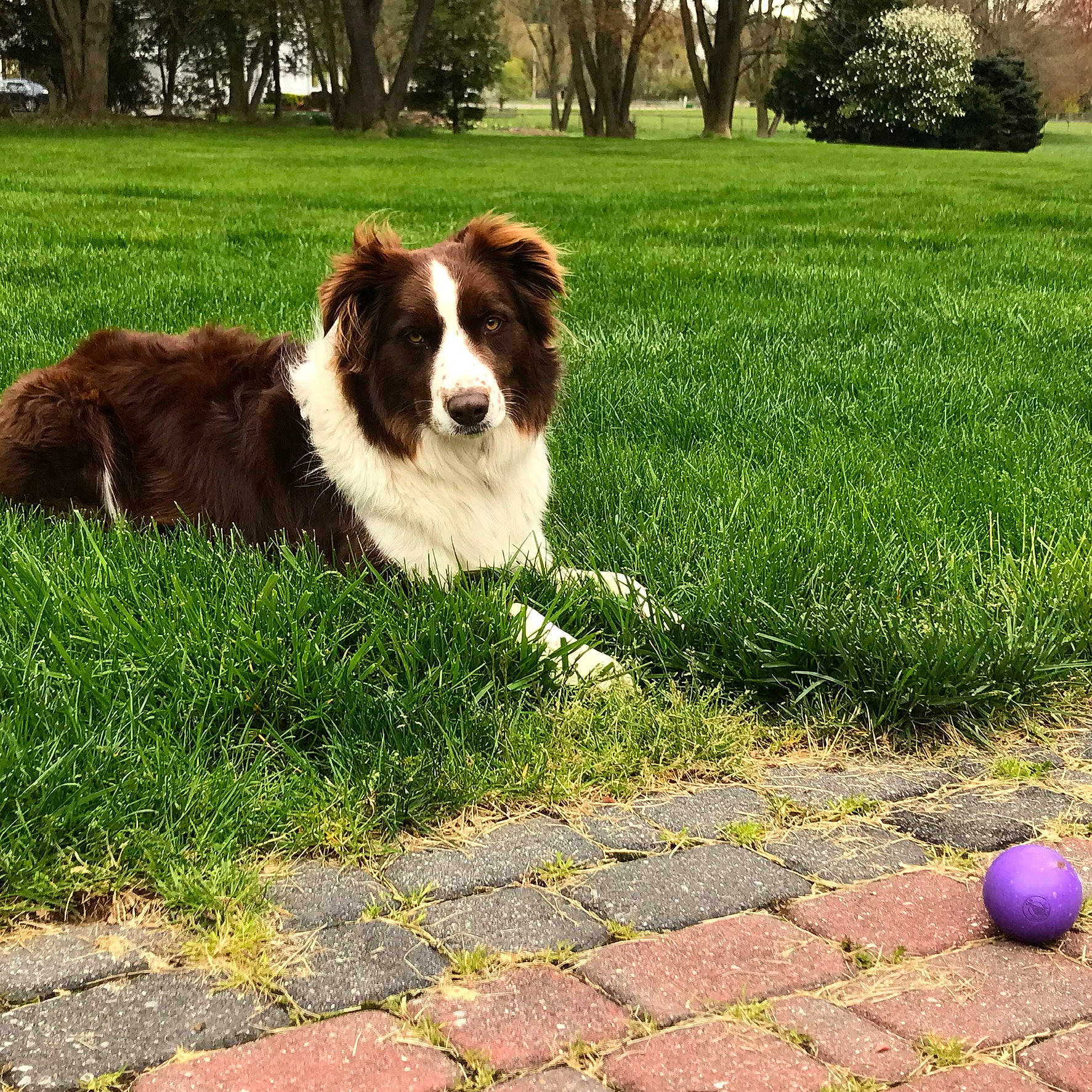 Finn joined the competition — help win amazing prizes! ball, carnivore, companion_dog, dog, dog_breed, fawn, fur, grass, green, groundcover, gun_dog, herding_dog, liver, plant, road_surface, sporting_group, tail, tree, working_animal, working_dog