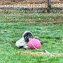 dog, grass, hoodie, pink_ball, toy, outdoor, fence, pet, animal, playing, chewing, green, yard, rope, canine, nature, field, casual, fun, leisure
