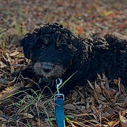 Macy joined the competition — help win amazing prizes! puppy, dog, curly_fur, black_dog, leash, collar, outdoor, fallen_leaves, grass, nature, animal, pet, closeup, lying_down, autumn, cute, young_dog, fur, eyes, curious