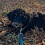 puppy, dog, curly_fur, black_dog, leash, collar, outdoor, fallen_leaves, grass, nature, animal, pet, closeup, lying_down, autumn, cute, young_dog, fur, eyes, curious