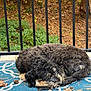 dog, sleeping, curled_up, fur, outdoor, rug, black_fence, leaves, nature, greenery, wooden_deck, pet, animal, quiet, resting, brown, black, tan, cozy, peaceful