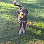 dog, tennis_ball, grass, outdoor, pet, animal, playful, curly_fur, fetch, sunlight, greenery, yard, canine, active, cute, happy, tail, mouth, park, daytime
