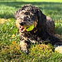 dog, tennis_ball, grass, outdoor, pet, playing, sunlight, fur, canine, mouth, happy, animal, nature, collar, laying_down, daytime, chewing, tongue, close_up, background_blur