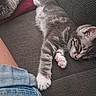Django participe au concours pour gagner de l'argent avec cette photo : animal, blanket, cat, closeup, couch, cozy, feline, fur, gray_tabby, human_leg, indoor, kitten, paw, pet, pink_paw_pads, relaxation, resting, sleeping, soft, texture