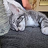 animal, cat, close_up, cozy, cute, fur, furniture, gray, indoor, kitten, nap, paw, pet, relaxation, resting, sleeping, soft, texture, water_bottle, white
