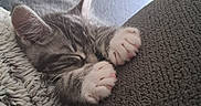 Django participe au concours pour gagner de l'argent avec cette photo : blanket, cat, closeup, couch, cozy, cute, feline, fur, gray, home, indoor, kitten, nap, paws, pet, relaxation, resting, sleeping, soft, tabby