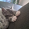 blanket, cat, closeup, couch, cozy, cute, feline, fur, gray, home, indoor, kitten, nap, paws, pet, relaxation, resting, sleeping, soft, tabby