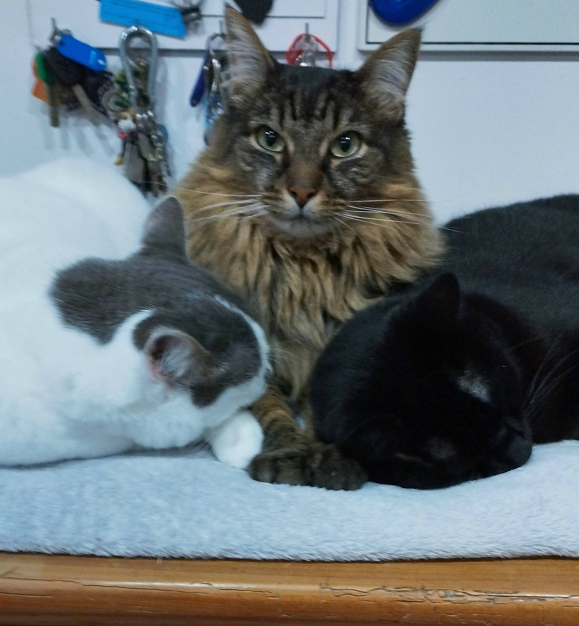 Pantoufle participe au concours pour gagner de l'argent avec cette photo : carnivore, cat, cat_supply, claw, comfort, domestic_short_haired_cat, felidae, fur, maine_coon, norwegian_forest_cat, paw, small_to_medium_sized_cats, snout, tail, terrestrial_animal, tire, wheel, whiskers