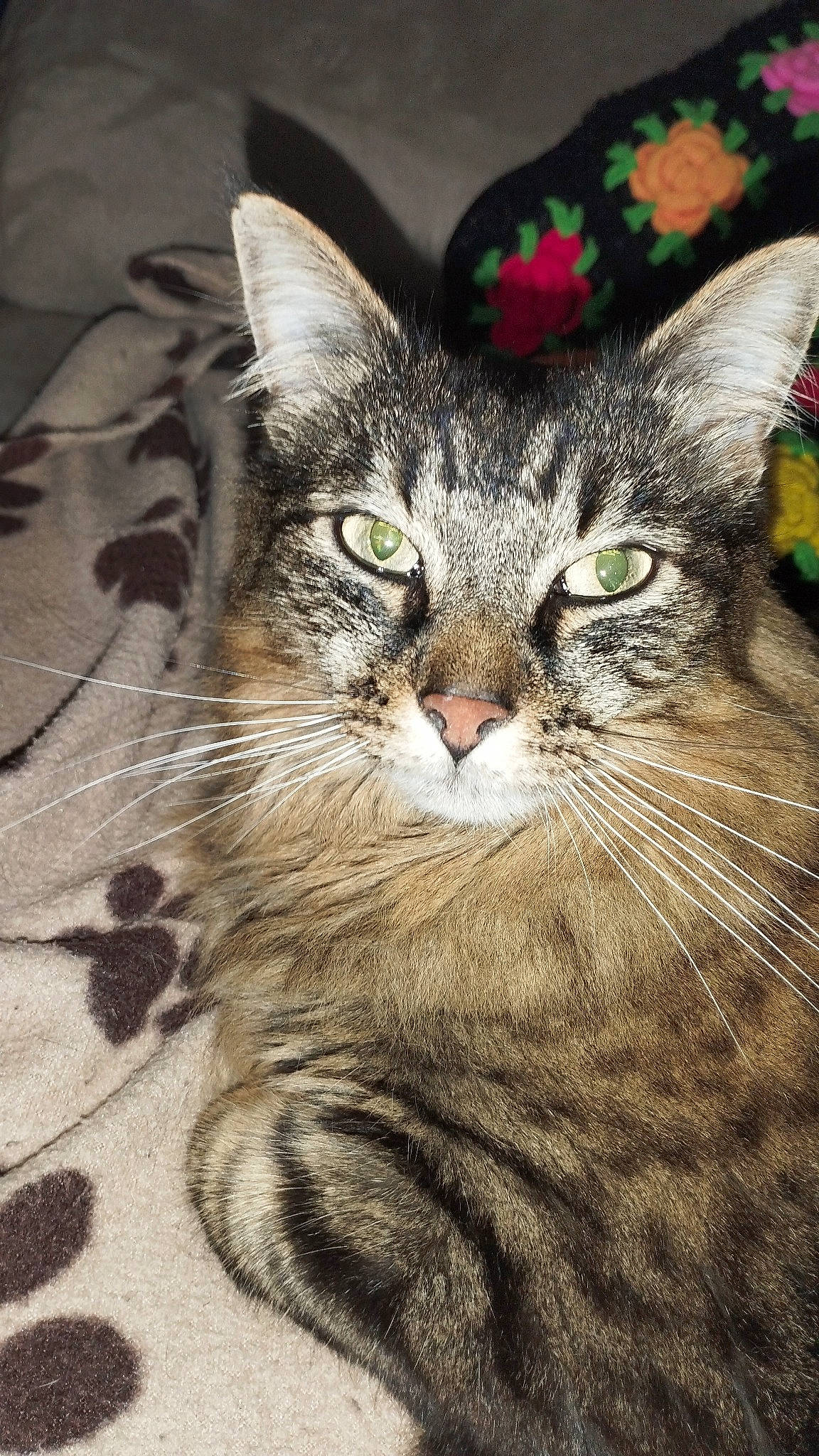 Pantoufle participe au concours pour gagner de l'argent avec cette photo : carnivore, cat, domestic_short_haired_cat, felidae, fur, grass, paw, photo_caption, plant, small_to_medium_sized_cats, snout, terrestrial_animal, tree, whiskers, wildlife