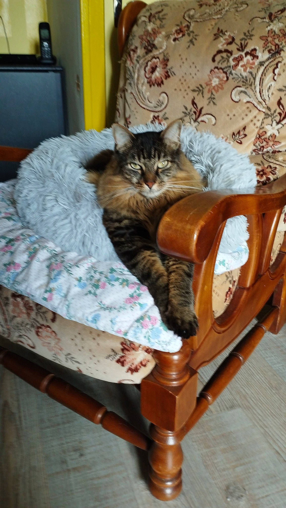 Pantoufle a rejoint le concours — aidez-le/la à gagner de superbes lots ! carnivore, cat, chair, comfort, domestic_short_haired_cat, fawn, felidae, fur, furniture, hardwood, mammal, outdoor_furniture, plant, room, sitting, small_to_medium_sized_cats, television, vertebrate, whiskers, wood