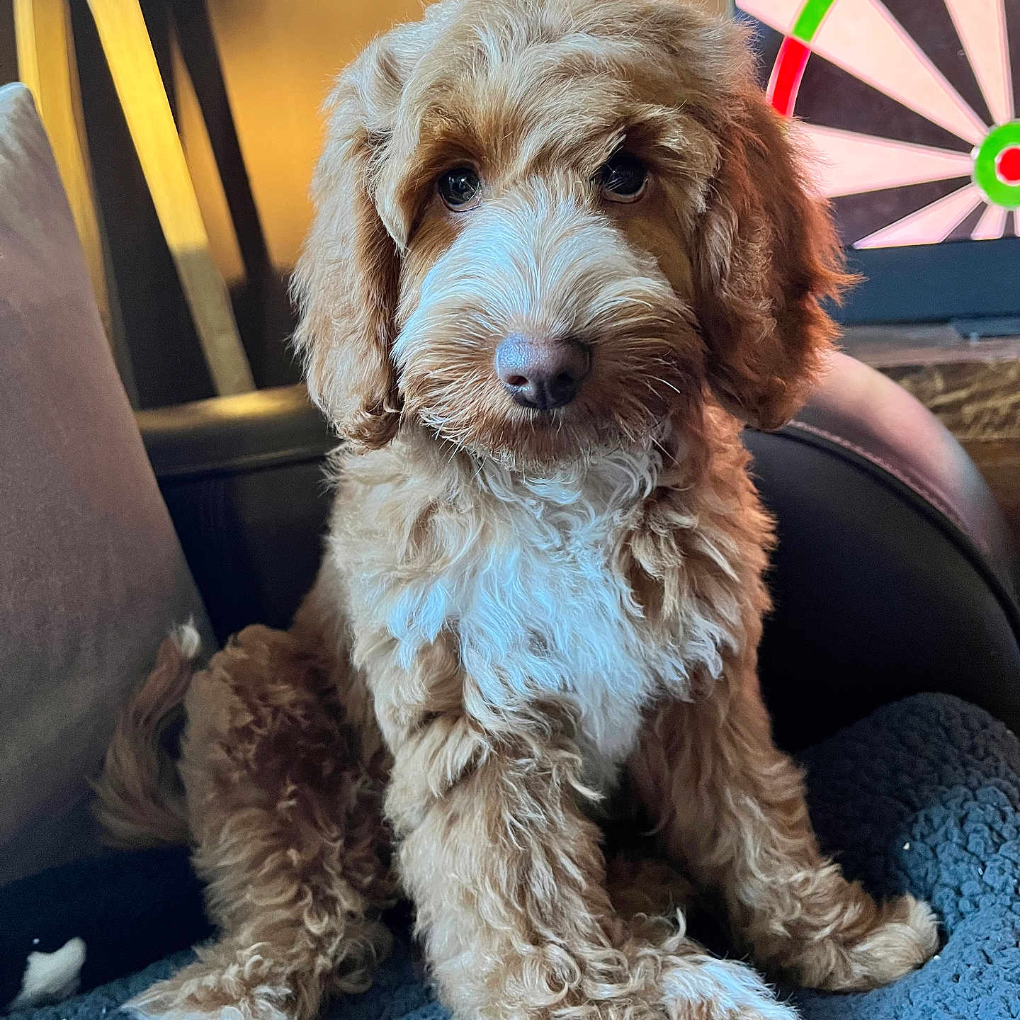 Luna is registered to the contest to win money with this photo: animal, background, blanket, brown_fur, chair, close_up, cozy, curly_fur, cute, dartboard, dog, domestic_animal, fur_texture, indoor, looking_at_camera, pet, puppy, sitting, warm_lighting, white_fur