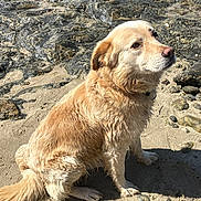 Nesquick a rejoint le concours — aidez-le/la à gagner de superbes lots ! dog, golden_retriever, beach, sand, wet_fur, rocky_shore, outdoor, animal, pet, sitting, canine, nature, sunlight, curious, calm, daytime, fur, mammal, companion, water