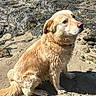 dog, golden_retriever, beach, sand, wet_fur, rocky_shore, outdoor, animal, pet, sitting, canine, nature, sunlight, curious, calm, daytime, fur, mammal, companion, water