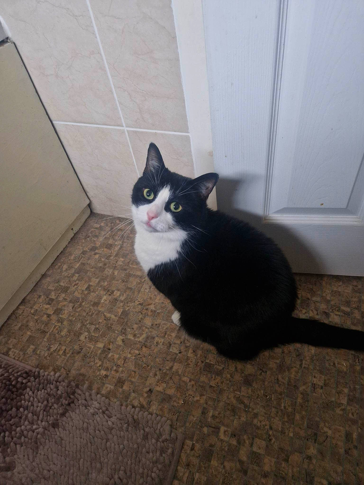 Harry is registered to the contest to win money with this photo: carnivore, cat, comfort, domestic_short_haired_cat, door, felidae, floor, flooring, foot, fur, grey, hardwood, paw, shadow, small_to_medium_sized_cats, snout, tail, whiskers, window, wood