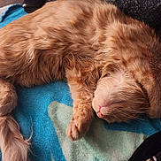 Ember joined the competition — help win amazing prizes! cat, orange_cat, sleeping, curled_up, fluffy, paw, blanket, cozy, indoor, fur, cute, pet, animal, relaxed, resting, tail, whiskers, soft, comfort, domestic_cat