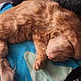 cat, orange_cat, sleeping, curled_up, fluffy, paw, blanket, cozy, indoor, fur, cute, pet, animal, relaxed, resting, tail, whiskers, soft, comfort, domestic_cat