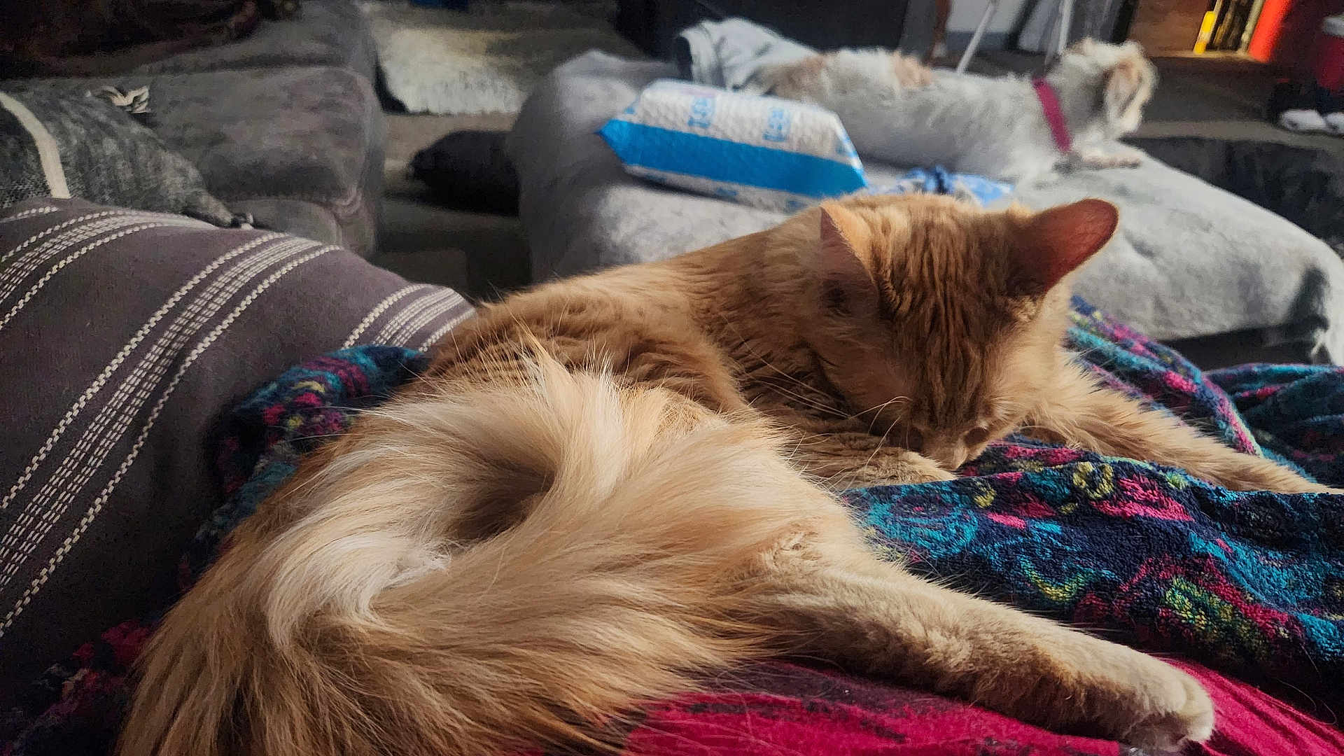 Ember is registered to the contest to win money with this photo: cat, dog, indoor, blanket, couch, pet, sleeping, fur, orange_cat, small_dog, relaxing, cozy, home, animal, furniture, resting, colored_blanket, living_room, domestic, companion
