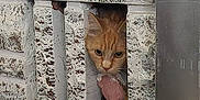Ember is registered to the contest to win money with this photo: cat, orange_tabby, face, peeking, stone_wall, texture, curious, ears, whiskers, closeup, outdoor, animal, feline, narrow_gap, portrait, concrete, wall, hidden, alert, quiet