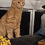Ember is registered to the contest to win money with this photo: cat, orange_tabby, feline, sitting, couch, indoor, window, wall, furniture, cushion, leopard_print, pet, animal, fur, alert, home, cozy, domestic, mammal, whiskers