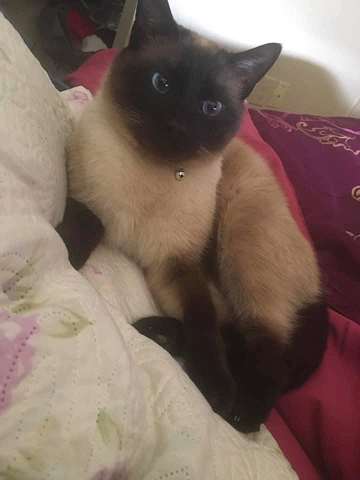 Franky joined the competition — help win amazing prizes! balinese, birman, carnivore, cat, comfort, fawn, felidae, fur, iris, paw, siamese, small_to_medium_sized_cats, snout, tail, thai, whiskers