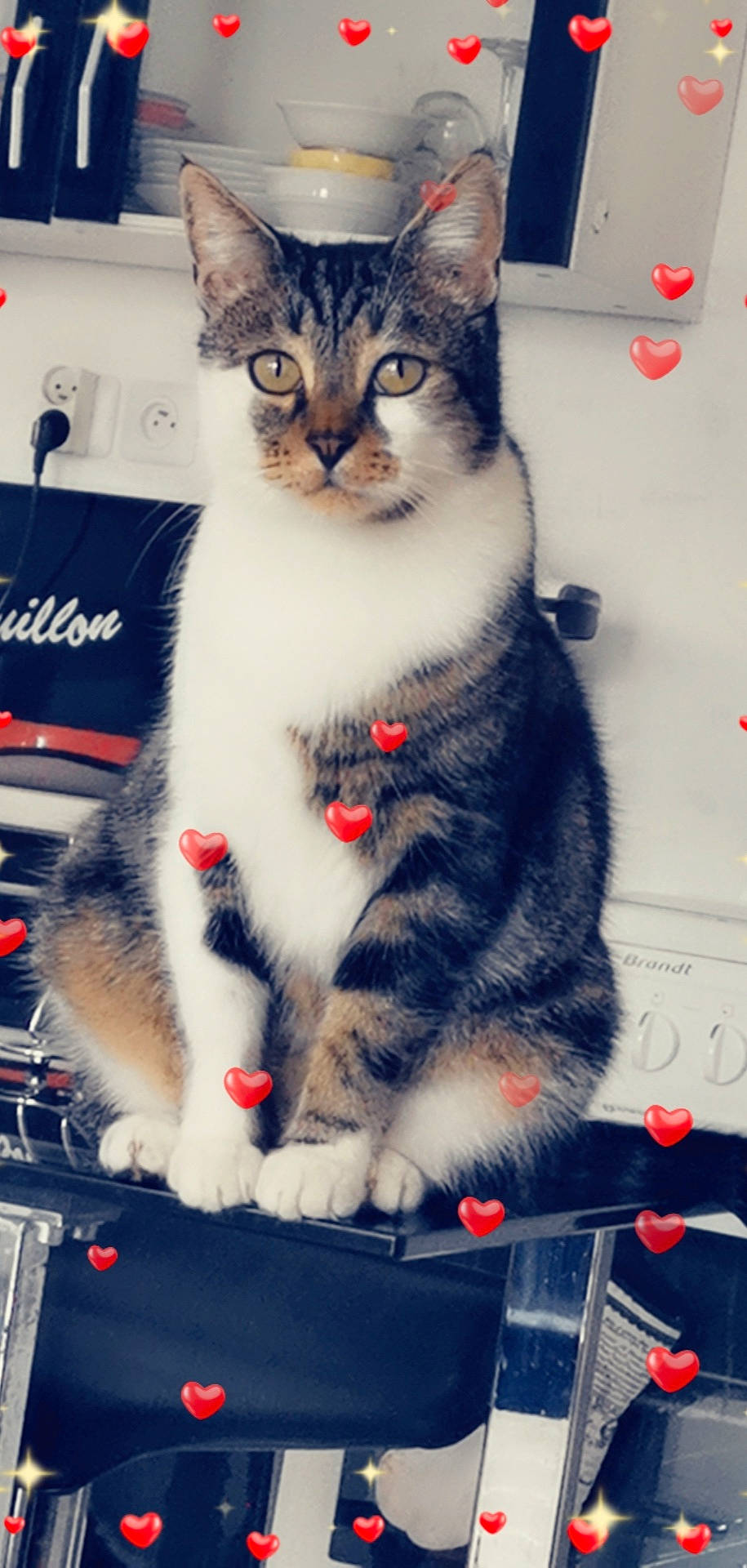 Jimbo a rejoint le concours — aidez-le/la à gagner de superbes lots ! aegean_cat, american_shorthair, american_wirehair, asian, carnivore, cat, domestic_short_haired_cat, european_shorthair, felidae, fur, kitten, mammal, paw, polydactyl_cat, small_to_medium_sized_cats, tabby_cat, whiskers