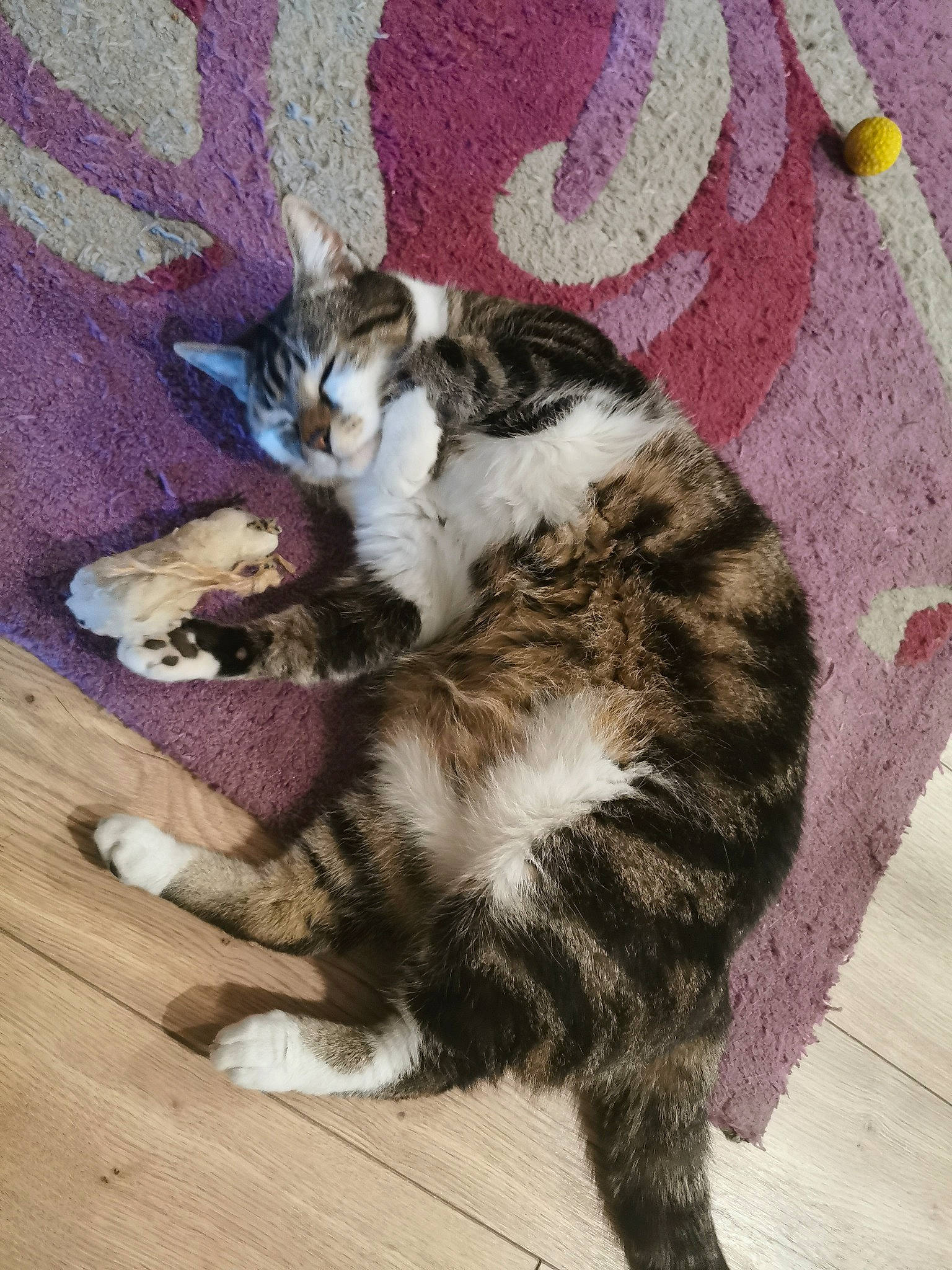 Jimbo a rejoint le concours — aidez-le/la à gagner de superbes lots ! aegean_cat, american_shorthair, american_wirehair, carnivore, cat, domestic_short_haired_cat, dragon_li, european_shorthair, felidae, fur, kitten, kurilian_bobtail, mammal, norwegian_forest_cat, paw, polydactyl_cat, small_to_medium_sized_cats, tabby_cat, tail, whiskers