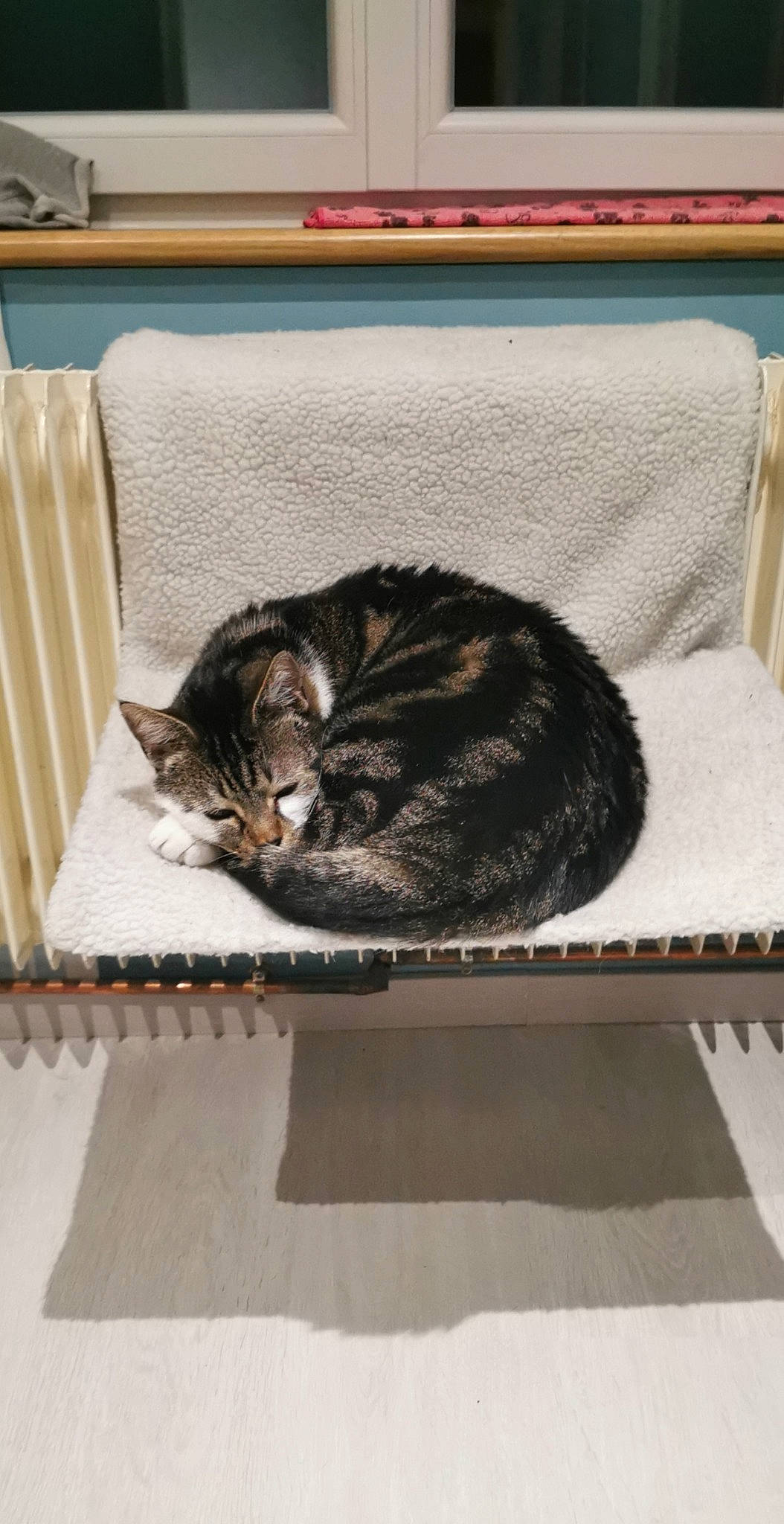 Jimbo a rejoint le concours — aidez-le/la à gagner de superbes lots ! american_shorthair, asian, carnivore, cat, domestic_short_haired_cat, dragon_li, european_shorthair, felidae, fur, small_to_medium_sized_cats, tabby_cat, whiskers