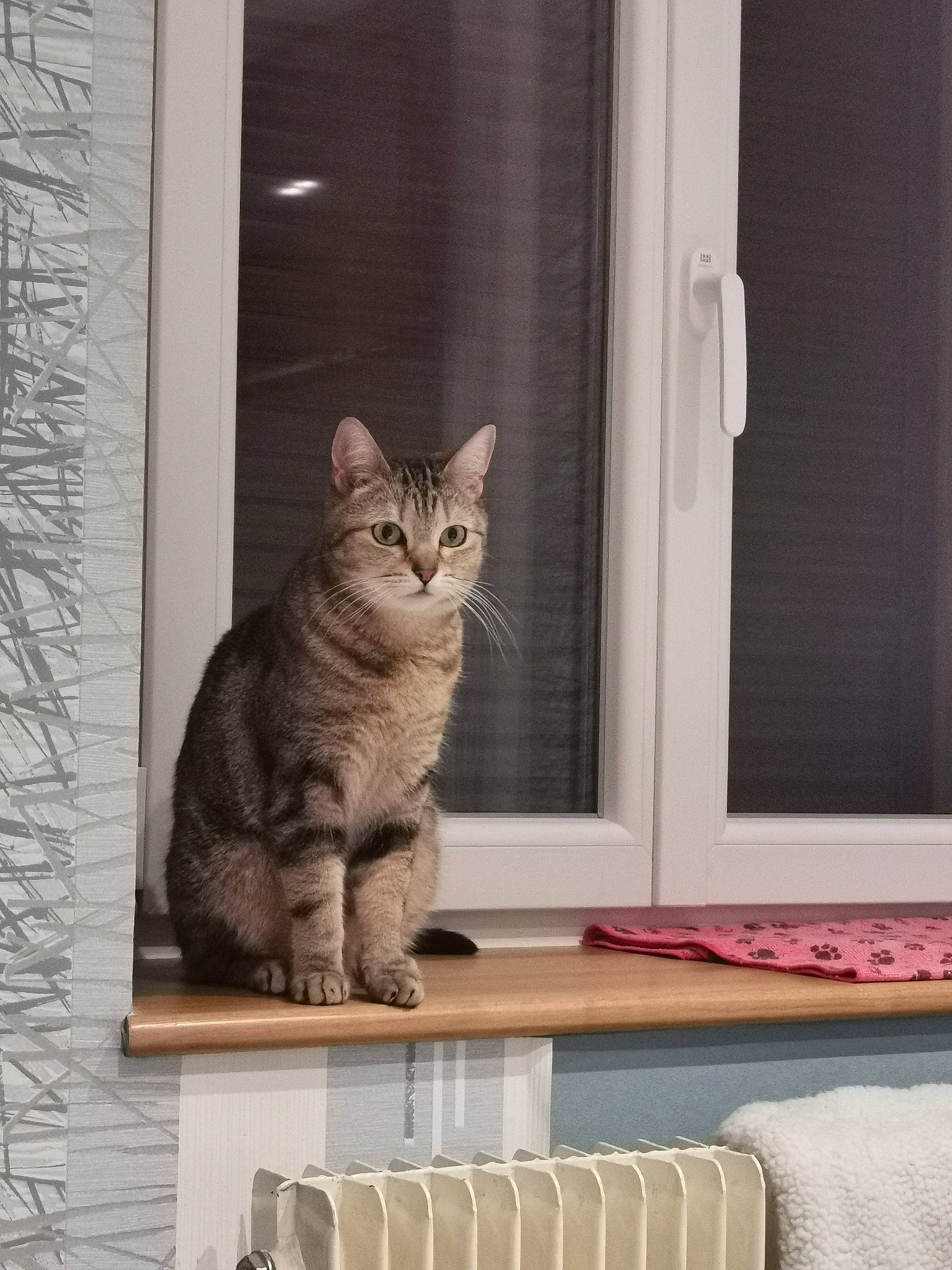 Leeloo participe au concours pour gagner de l'argent avec cette photo : aegean_cat, american_shorthair, asian, british_shorthair, carnivore, cat, domestic_short_haired_cat, door, dragon_li, egyptian_mau, european_shorthair, fawn, felidae, kitten, ocicat, polydactyl_cat, small_to_medium_sized_cats, tabby_cat, whiskers, window