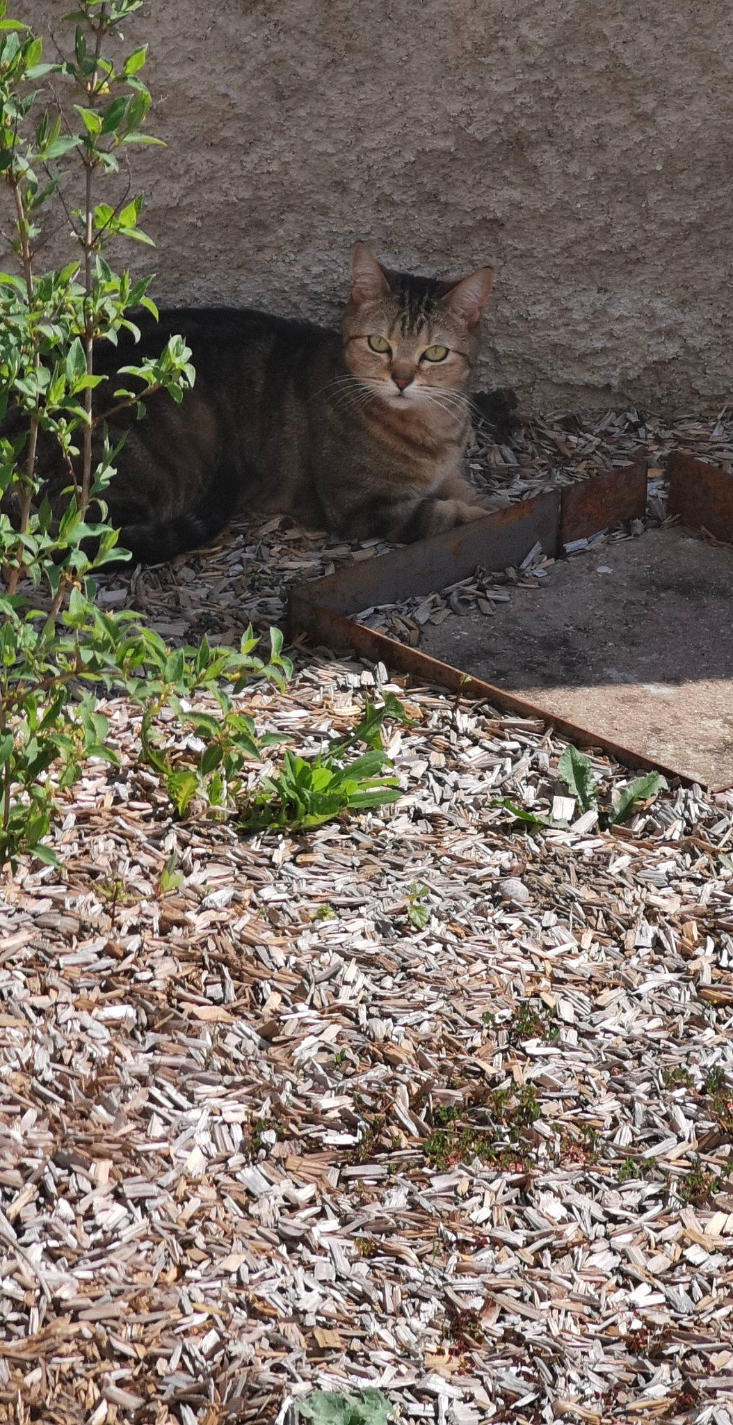 Leeloo a rejoint le concours — aidez-le/la à gagner de superbes lots ! asian, carnivore, cat, domestic_short_haired_cat, european_shorthair, fawn, felidae, grass, organism, plant, small_to_medium_sized_cats, snout, soil, tabby_cat, whiskers, wild_cat