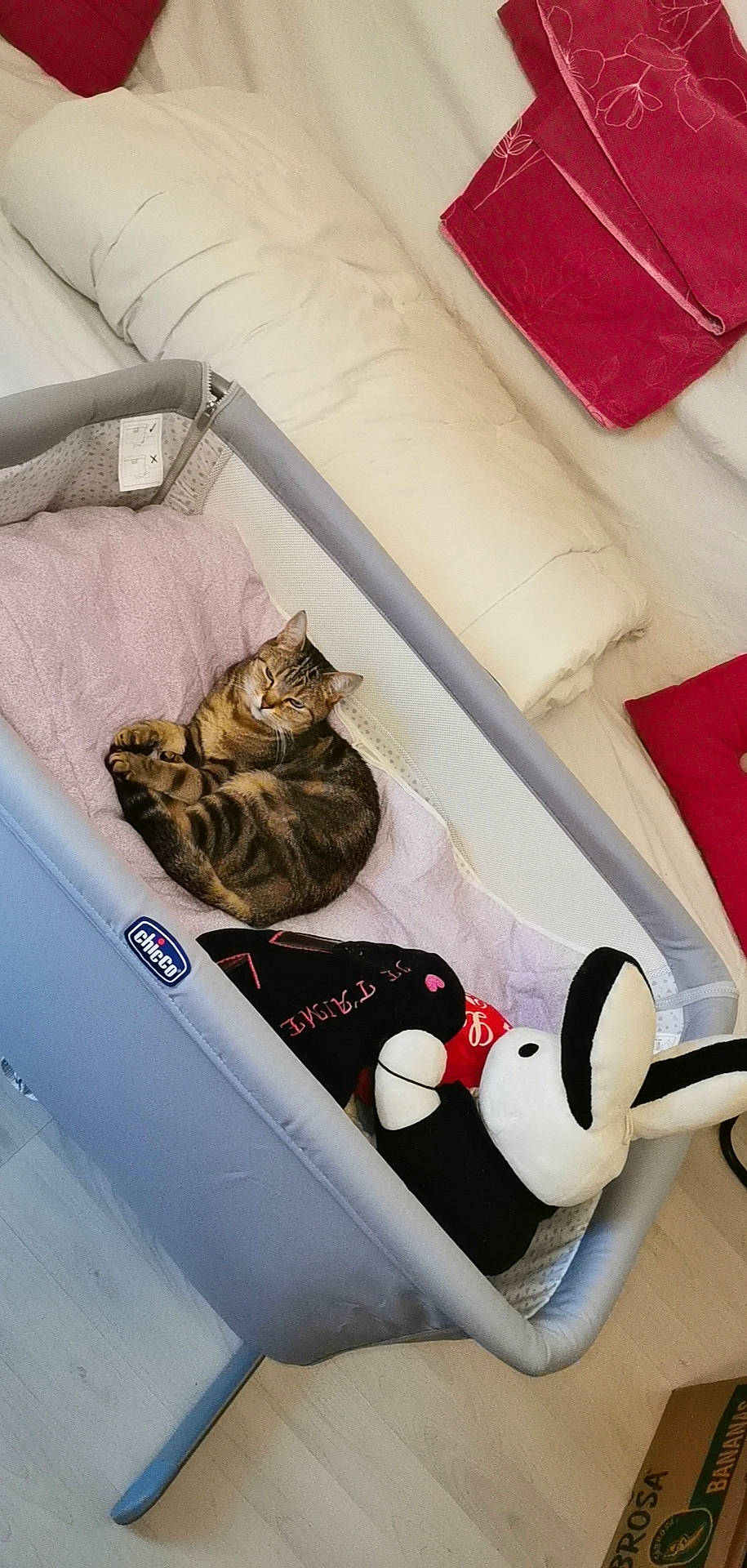 Leeloo a rejoint le concours — aidez-le/la à gagner de superbes lots ! american_shorthair, carnivore, cat, felidae, kitten, small_to_medium_sized_cats, whiskers