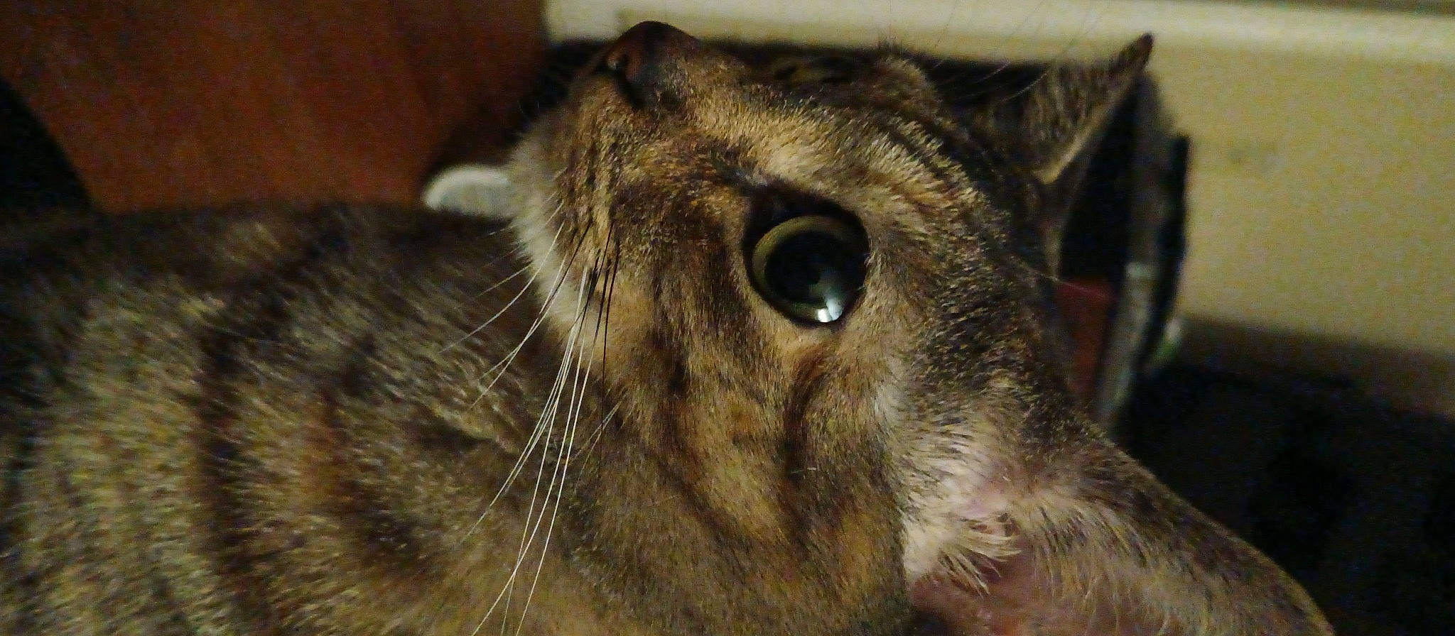 Cheetoes joined the competition — help win amazing prizes! carnivore, cat, close_up, dog_breed, domestic_short_haired_cat, ear, fawn, felidae, fur, small_to_medium_sized_cats, snout, terrestrial_animal, whiskers, wildlife