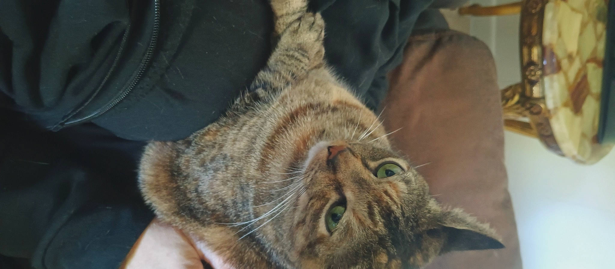 Cheetoes is registered to the contest to win money with this photo: carnivore, cat, claw, comfort, domestic_short_haired_cat, ear, eye, felidae, fur, nap, paw, small_to_medium_sized_cats, snout, tail, terrestrial_animal, whiskers, wildlife