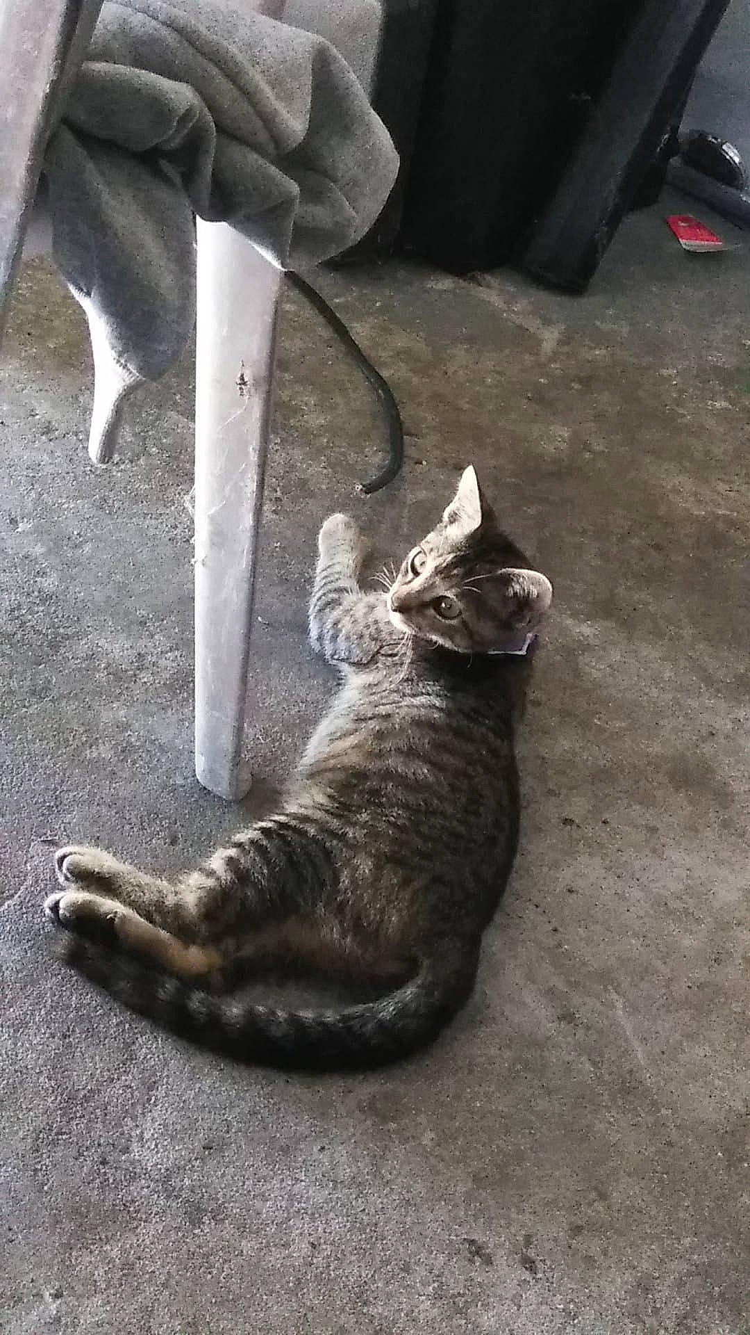 Cheetoes joined the competition — help win amazing prizes! asphalt, black, carnivore, cat, domestic_short_haired_cat, fawn, felidae, flooring, fur, grey, human_leg, paw, road_surface, shoe, small_to_medium_sized_cats, snapshot, snout, tail, terrestrial_animal, whiskers