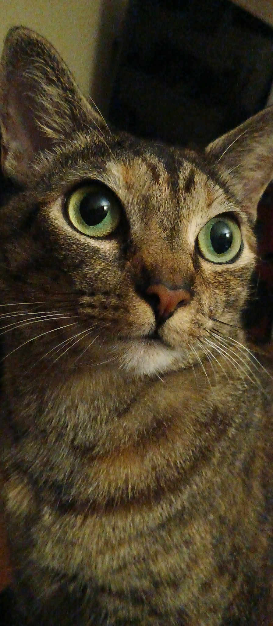 Cheetoes