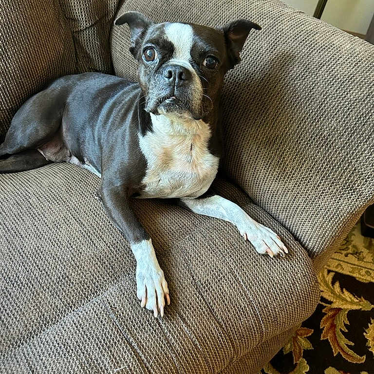 Rosie is registered to the contest to win money with this photo: animal, boston_terrier, brown, carpet, couch, cozy, cute, dog, dog_face, ears, fur, furniture, home, indoor, looking, paw, pet, relaxed, resting, white