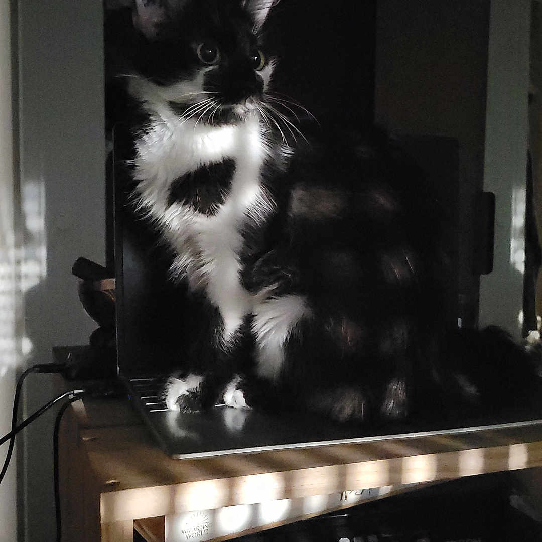 Oli participe au concours pour gagner de l'argent avec cette photo : animal, architecture, cat, computer, computerhardware, computerkeyboard, desk, electronics, furniture, hardware, kitten, laptop, monitor, pc, pet, screen, shelf, table, tv, wood