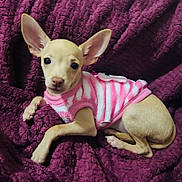 Daisy joined the competition — help win amazing prizes! puppy, dog, pet, small_dog, sweater, pink, striped, blanket, purple, cozy, cute, animal, fur, ears, lying_down, indoors, young, companion, domestic_animal, resting