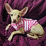puppy, dog, pet, small_dog, sweater, pink, striped, blanket, purple, cozy, cute, animal, fur, ears, lying_down, indoors, young, companion, domestic_animal, resting