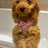 Ruby joined the competition — help win amazing prizes! dog, puppy, brown_fur, fluffy, pink_harness, bow, bathtub, indoor, pet, cute, animal, closeup, fur, canine, mammal, domestic_animal, portrait, companion, looking, resting