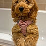dog, puppy, brown_fur, fluffy, pink_harness, bow, bathtub, indoor, pet, cute, animal, closeup, fur, canine, mammal, domestic_animal, portrait, companion, looking, resting