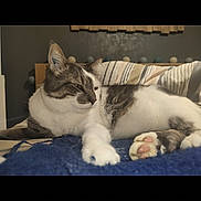 Malibu participe au concours pour gagner de l'argent avec cette photo : animal, bed, blanket, cat, cute, domestic_animal, ears, feline, fur, indoor, paw, pet, pillow, relaxed, resting, sleepy, striped, tabby_cat, whiskers, white_cat