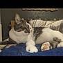 animal, bed, blanket, cat, cute, domestic_animal, ears, feline, fur, indoor, paw, pet, pillow, relaxed, resting, sleepy, striped, tabby_cat, whiskers, white_cat