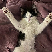 Bagel is registered to the contest to win money with this photo: back, black_and_white, black_fur, blanket, cat, close_up, cozy, cute, fluffy, green_eyes, indoor, kitten, lying_down, paw_pads, paws, playful, portrait, relaxed, whiskers, white_fur