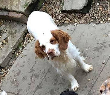 Bonnie joined the competition — help win amazing prizes! brittany, canidae, carnivore, companion_dog, dog, dog_breed, english_cocker_spaniel, french_spaniel, hunting_dog, irish_red_and_white_setter, istrian_coarse_haired_hound, kooikerhondje, mammal, pointing_breed, rare_breed_dog, spaniel, sporting_group, street_dog, vertebrate, welsh_springer_spaniel