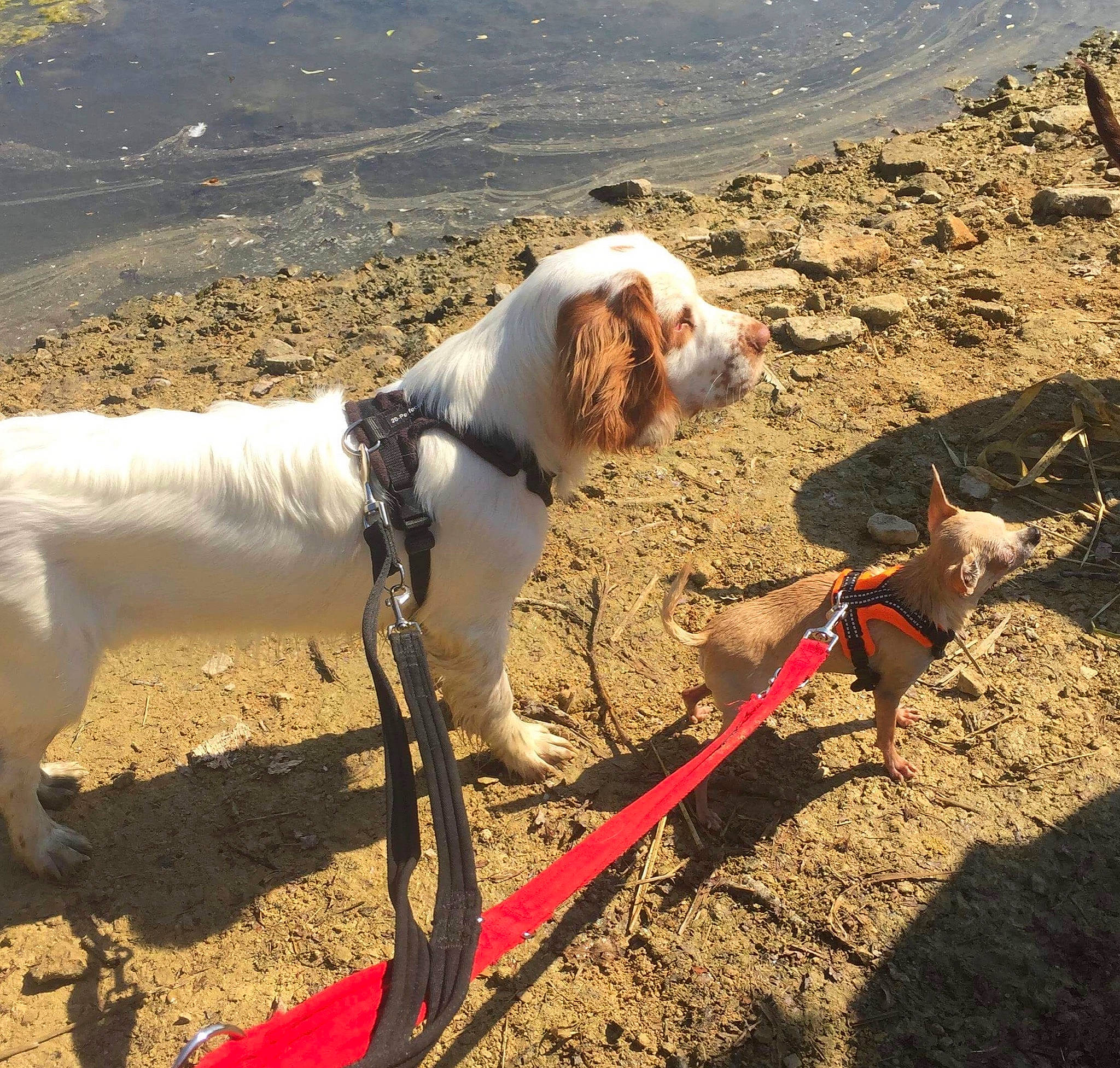 Bonnie joined the competition — help win amazing prizes! braque_saint_germain, canidae, carnivore, dog, dog_breed, hunting_dog, leash, mammal, pachon_navarro, pointer, pointing_breed, sporting_group, vertebrate