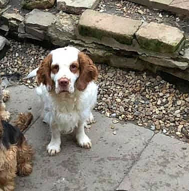 Bonnie joined the competition — help win amazing prizes! brittany, canidae, carnivore, cocker_spaniel, companion_dog, dog, dog_breed, drentse_patrijshond, english_cocker_spaniel, fawn, french_spaniel, liver, mammal, rare_breed_dog, spaniel, sporting_group, vertebrate, welsh_springer_spaniel