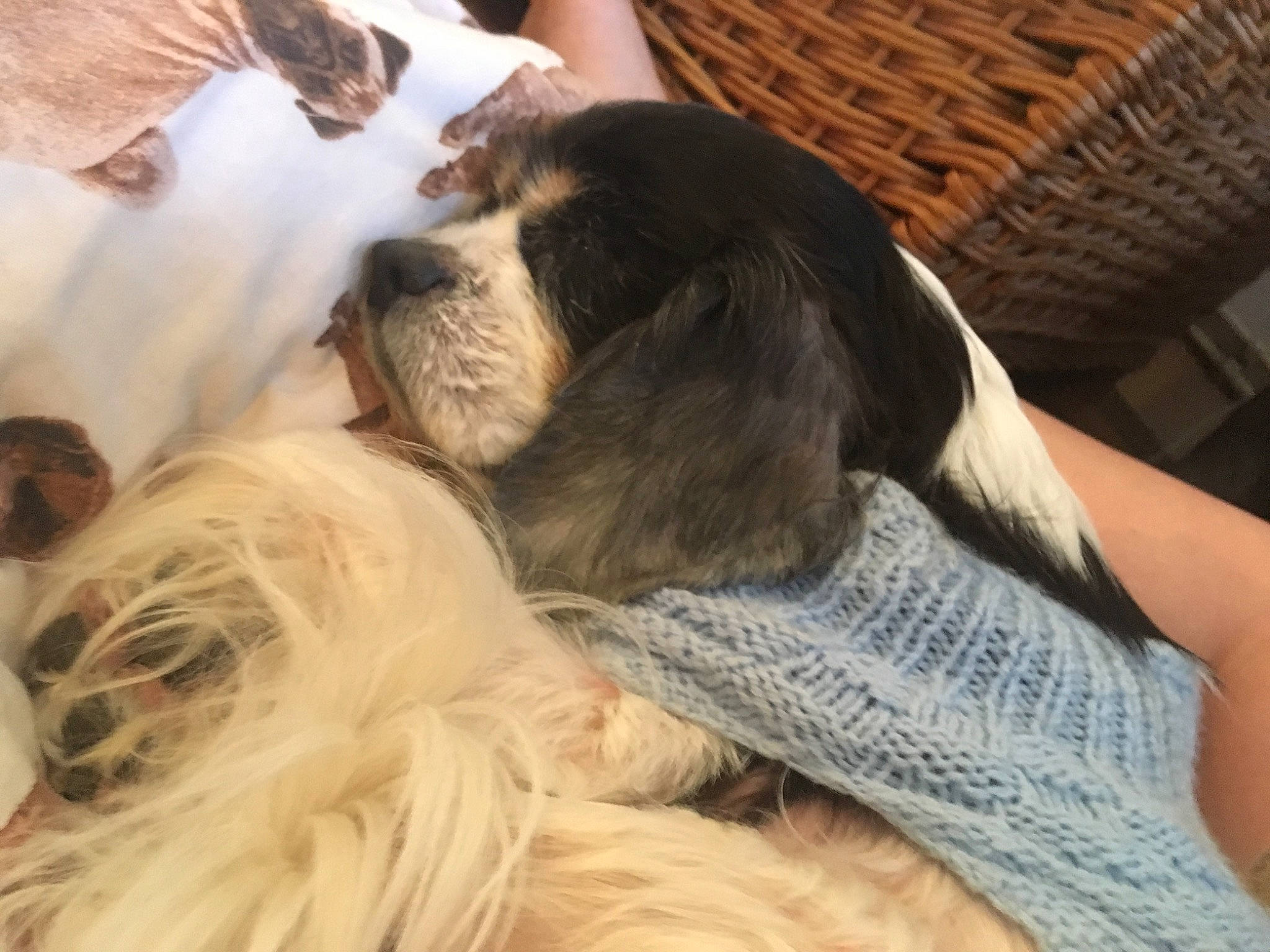 Archie is registered to the contest to win money with this photo: canidae, carnivore, cavalier_king_charles_spaniel, cocker_spaniel, companion_dog, dog, dog_breed, french_spaniel, king_charles_spaniel, mammal, nap, phalene, puppy_love, rare_breed_dog, spaniel, sporting_group