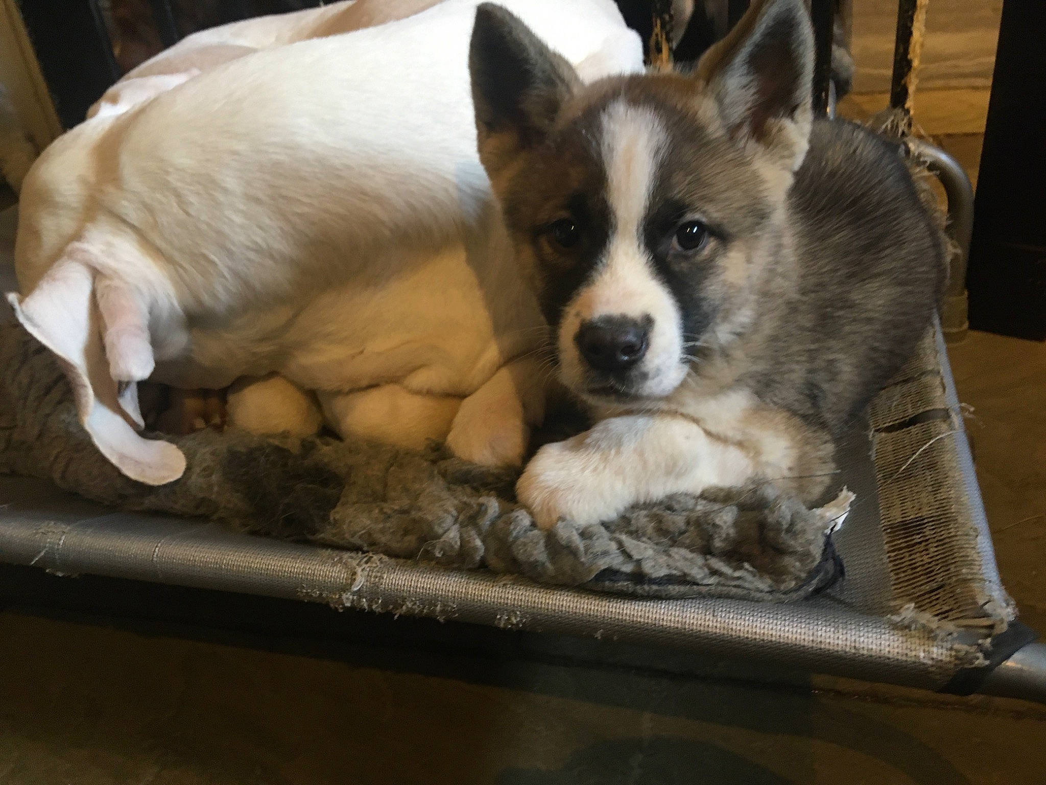 Tillie is registered to the contest to win money with this photo: canidae, cardigan_welsh_corgi, carnivore, dog, dog_breed, mammal, norwegian_lundehund, pembroke_welsh_corgi, puppy, siberian_husky, snout, swedish_vallhund, thai_bangkaew_dog, vertebrate, welsh_corgi, whiskers