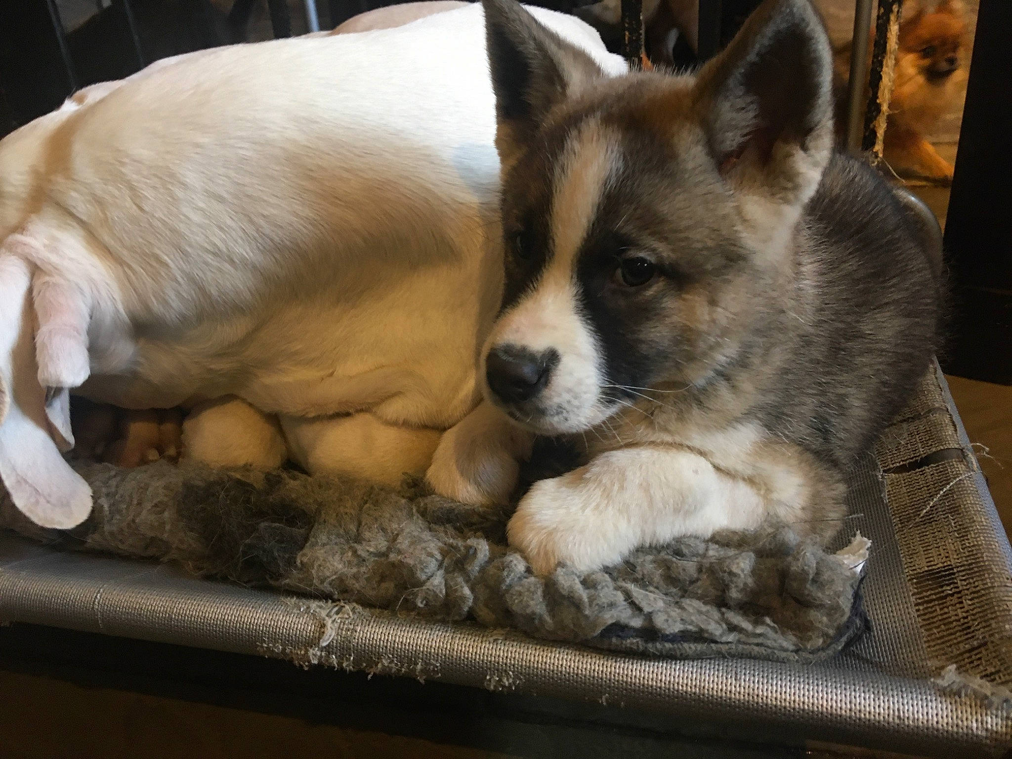 Tillie joined the competition — help win amazing prizes! akita, canidae, cardigan_welsh_corgi, carnivore, companion_dog, dog, dog_breed, mammal, nap, norwegian_lundehund, pembroke_welsh_corgi, puppy, snout, vertebrate